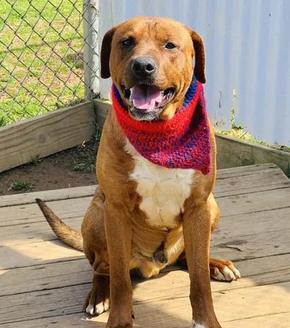 An adult medium-sized male Shepherd dog named Franklin $ for adoption in Seneca, SC