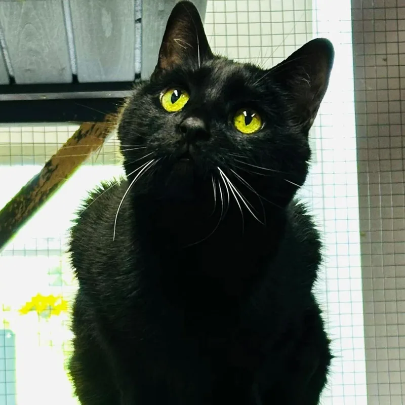 A senior medium-sized male Black Domestic Short Hair cat named Otis for adoption in Washington, PA