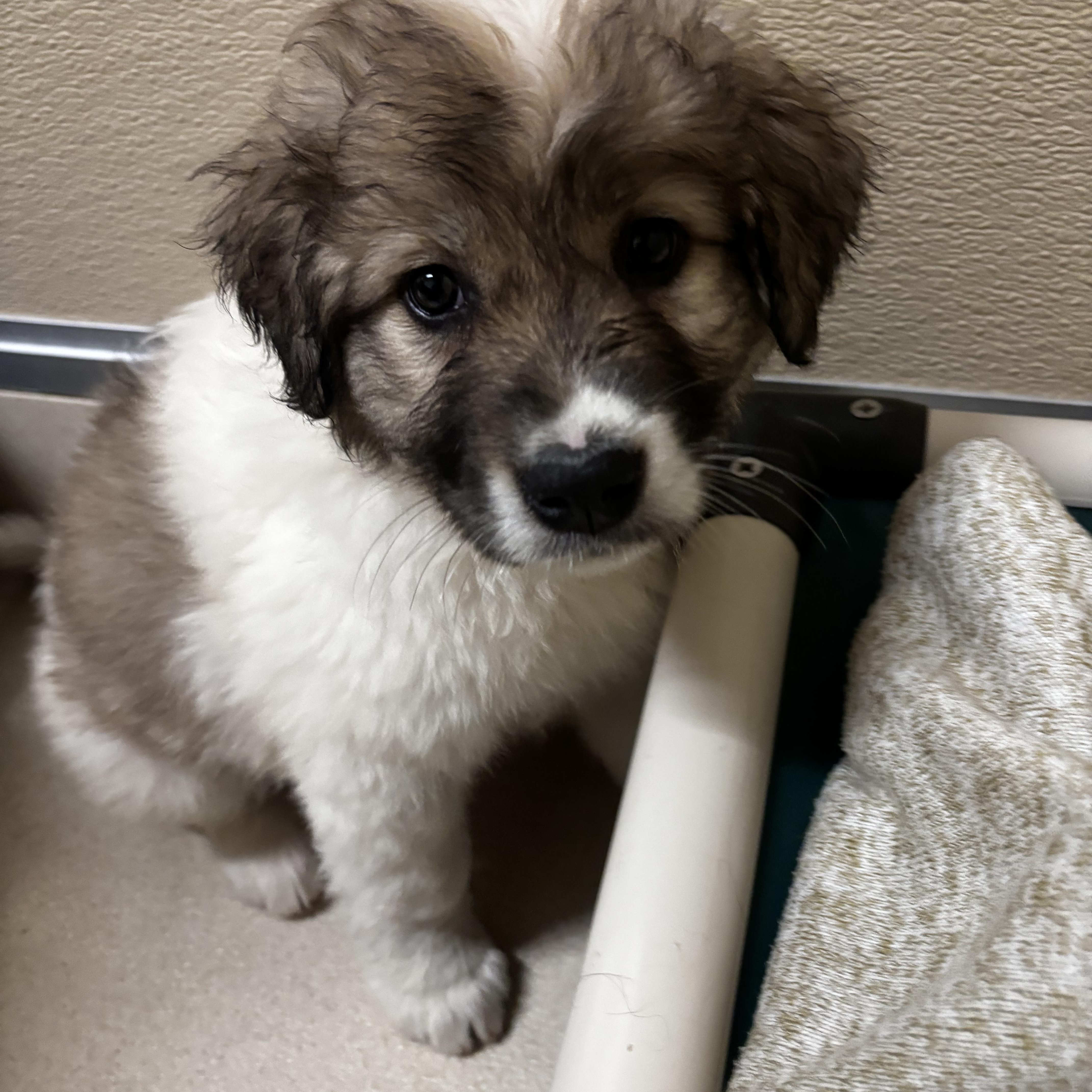 A baby large-sized female Yellow / Tan / Blond / Fawn Border Collie dog named Sahara for adoption in Dodgeville, WI