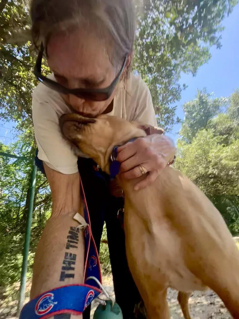 A young medium-sized male Red / Chestnut / Orange Carolina Dog dog named Linus for adoption in Austin, TX