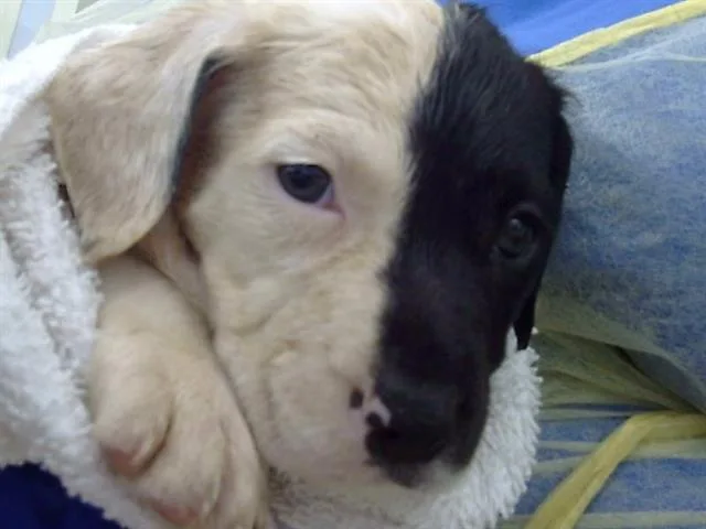 A baby medium-sized male Mixed Breed dog named Rocky Road for adoption in Dallas, TX