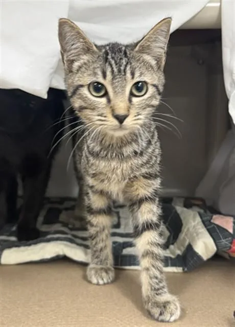 A baby medium-sized male Domestic Long Hair cat named Felix for adoption in Boston, MA