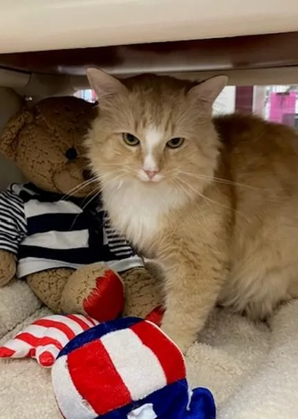 A young medium-sized male Domestic Short Hair cat named Harold for adoption in Springfield, MA