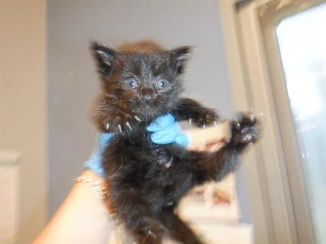 A baby small-sized male Domestic Short Hair cat named Jimmy for adoption in San Jose, CA