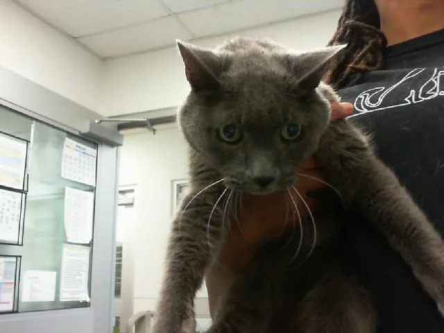 A senior medium-sized male Domestic Short Hair cat named Atlas for adoption in Albuquerque, NM