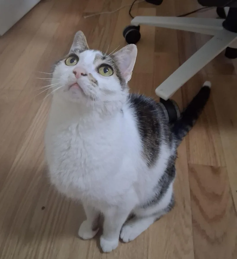 A senior medium-sized female Tabby (Gray / Blue / Silver) Domestic Short Hair cat named Molly for adoption in BLACK MOUNTAIN, NC