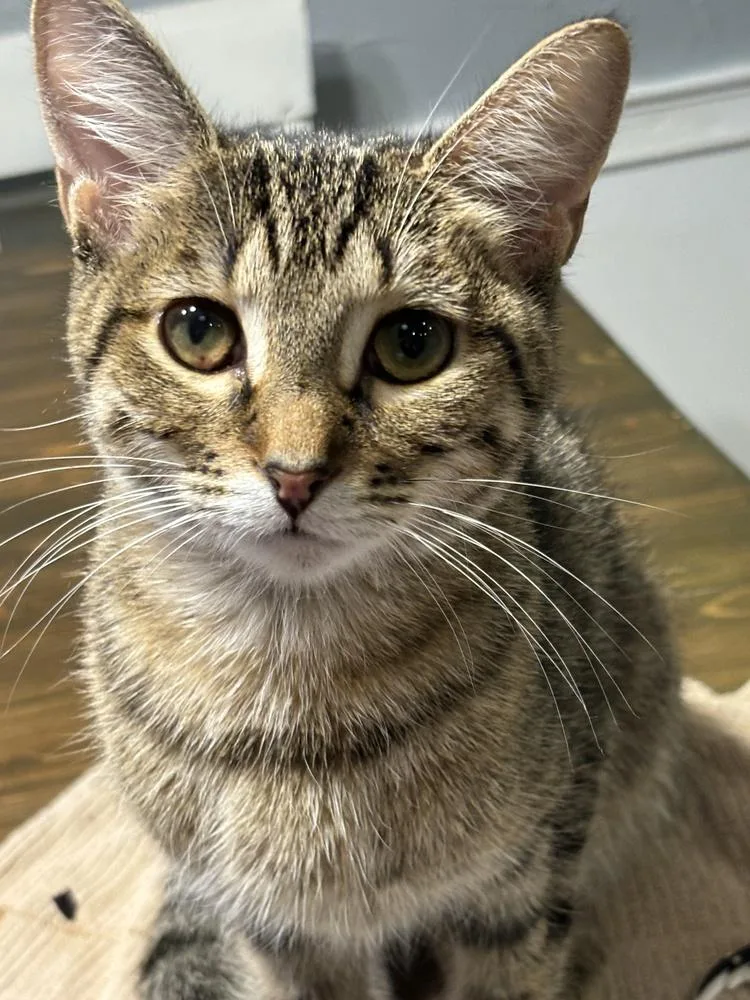 An adult small-sized female Domestic Short Hair cat named America for adoption in Orlando, FL