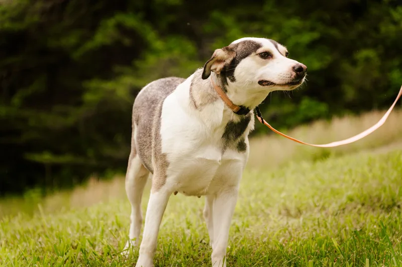 Snowbelle thumbnail 2