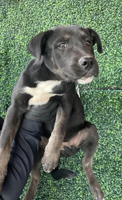 A baby small-sized female Black Mixed Breed dog named Kileen for adoption in El Paso, TX