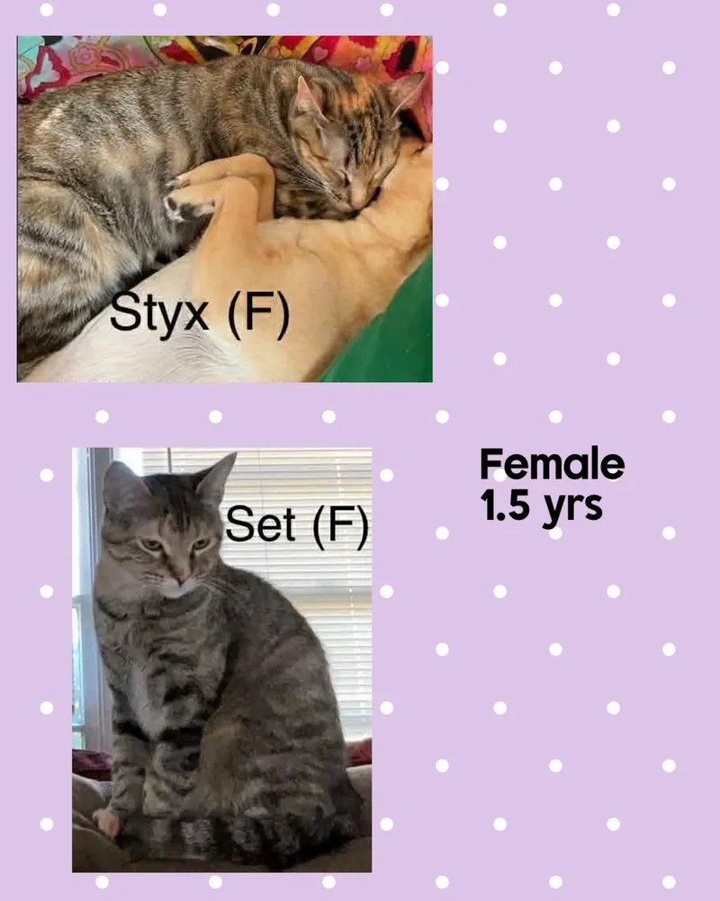 An adult medium-sized female Domestic Short Hair cat named Styx for adoption in Holbrook, NY