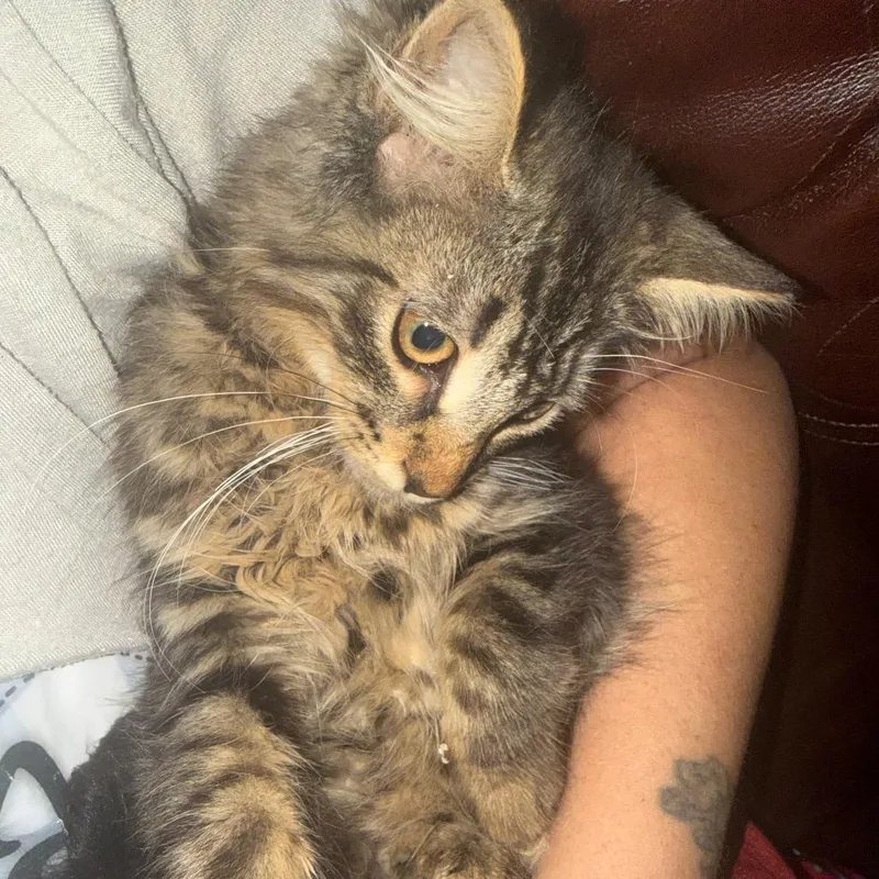 Floof