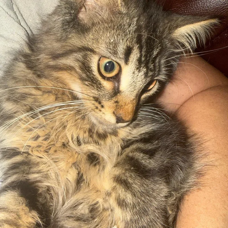 Floof thumbnail 2