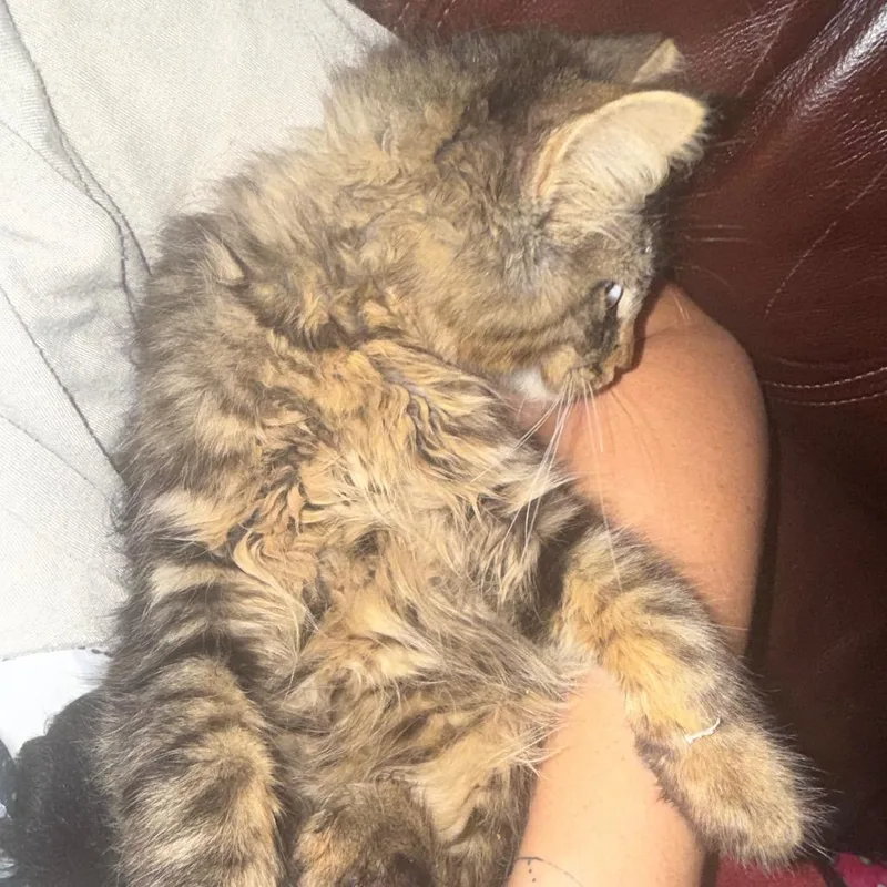 Floof thumbnail 3
