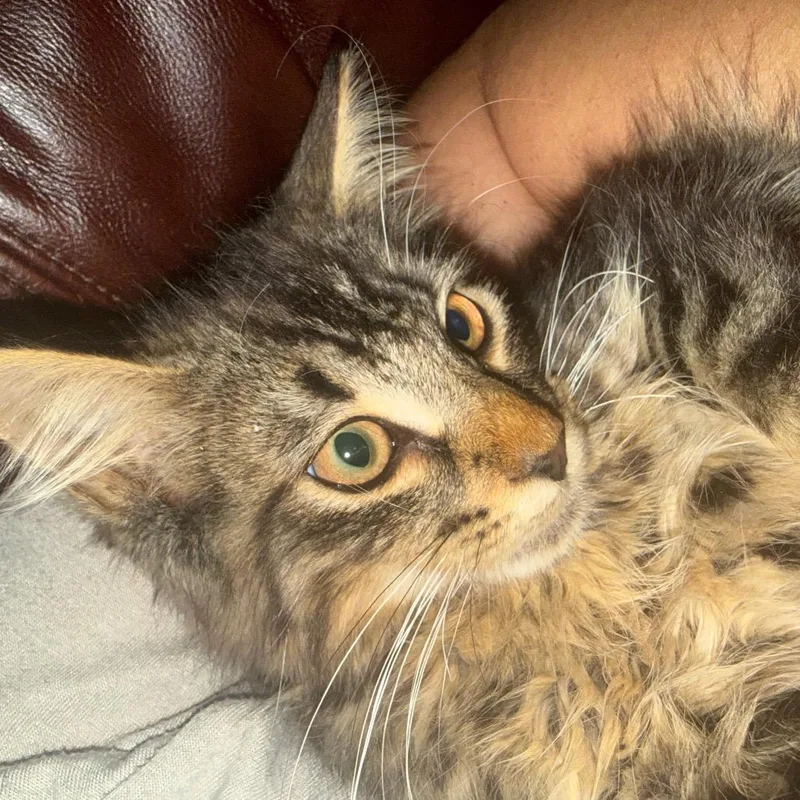 Floof thumbnail 4