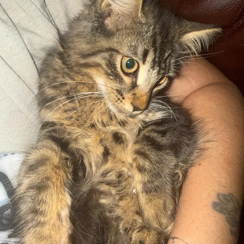 Floof thumbnail 5