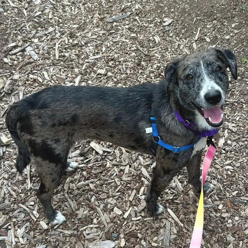 An adult medium-sized female Gray / Blue / Silver Australian Shepherd dog named Ro Ro for adoption in Falls Church, VA