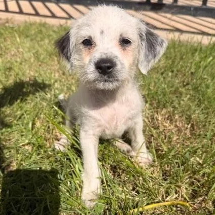 A baby small-sized male White / Cream Terrier dog named Pax for adoption in Torrance, CA