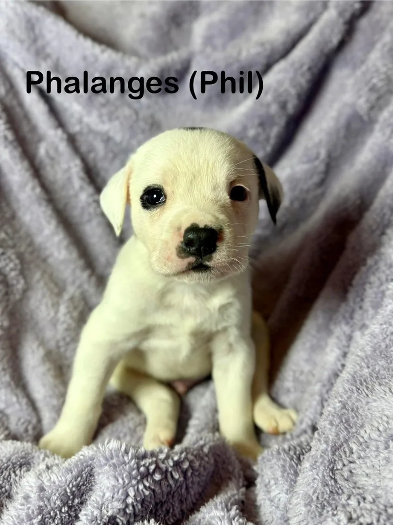 Phil