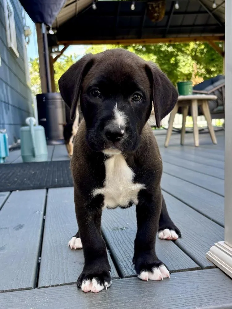 A baby large-sized male Tricolor (Brown, Black, & White) Labrador Retriever dog named Ravioli for adoption in Greenlawn, NY