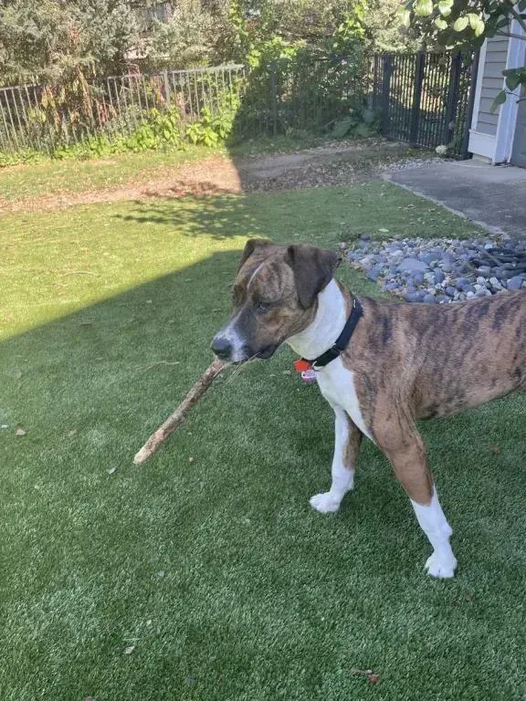 A young medium-sized male Mixed Breed dog named Dexter for adoption in Grand Rapids, MI