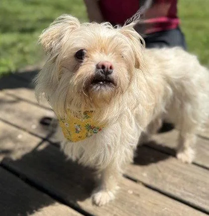 An adult small-sized female Shih Tzu dog named Ragamuffin for adoption in Midland, VA