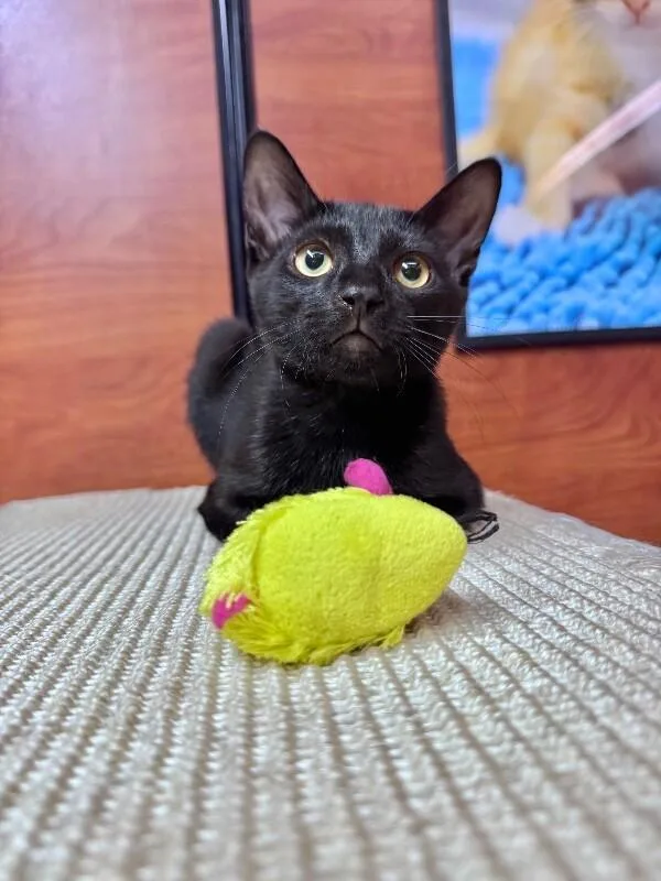 A young medium-sized male Black Domestic Short Hair cat named Jackson for adoption in North Babylon, NY