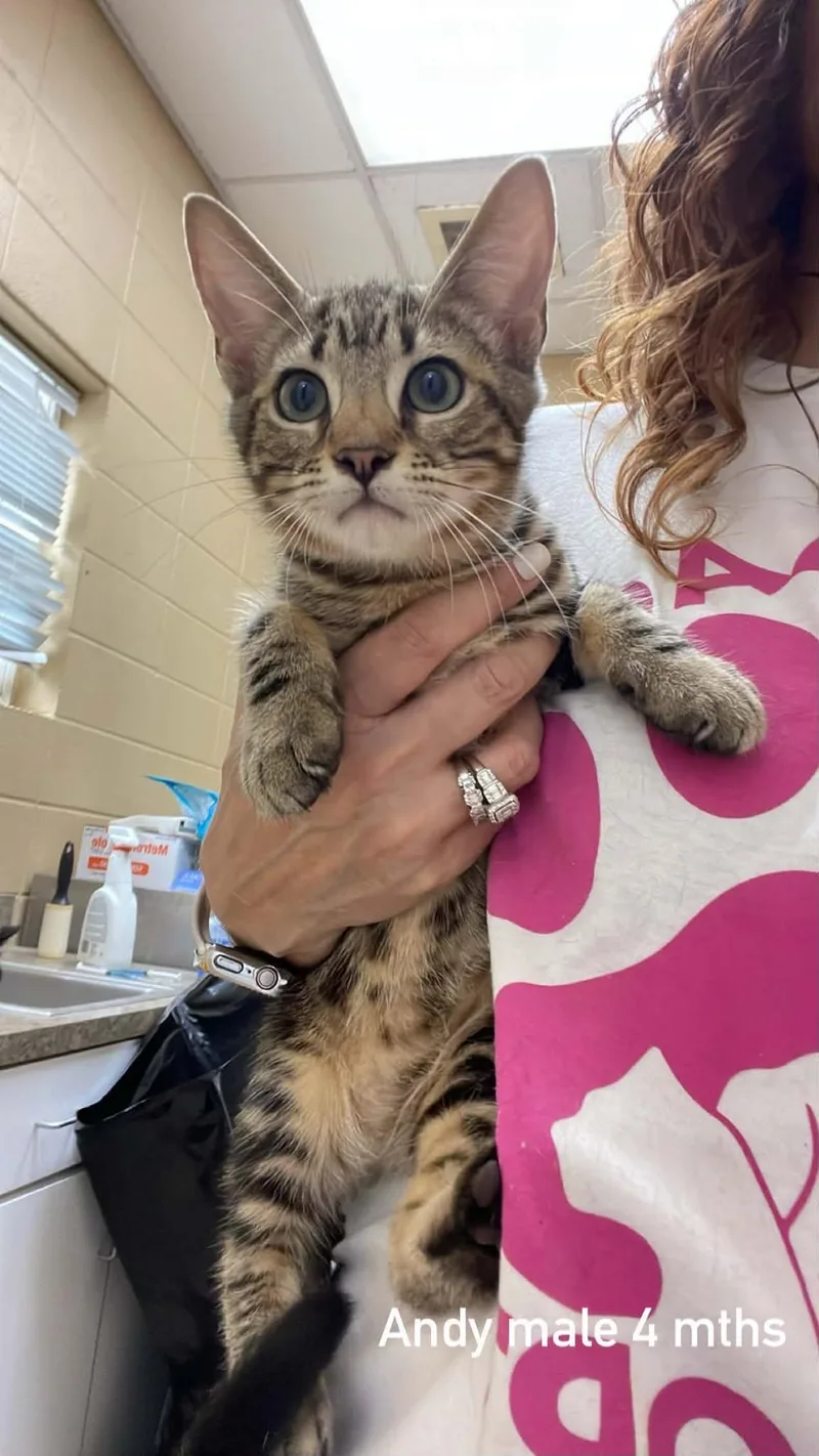 A baby medium-sized male Tabby (Buff / Tan / Fawn) Domestic Short Hair cat named Andy for adoption in Fort Payne, AL