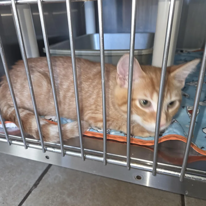 A young medium-sized male Tabby (Orange / Red) Tabby cat named Tulip for adoption in West Branch, MI