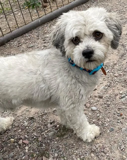 Paco thumbnail 2