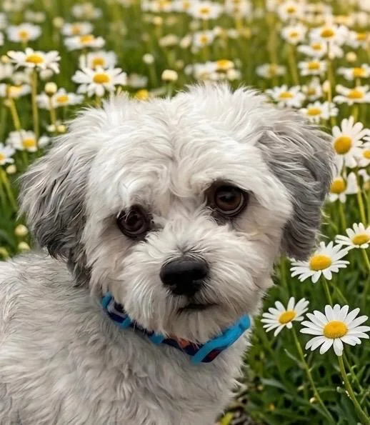 Paco thumbnail 3