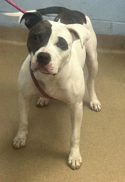 An adult large-sized male Mixed Breed dog named Kimbap for adoption in Chamblee, GA