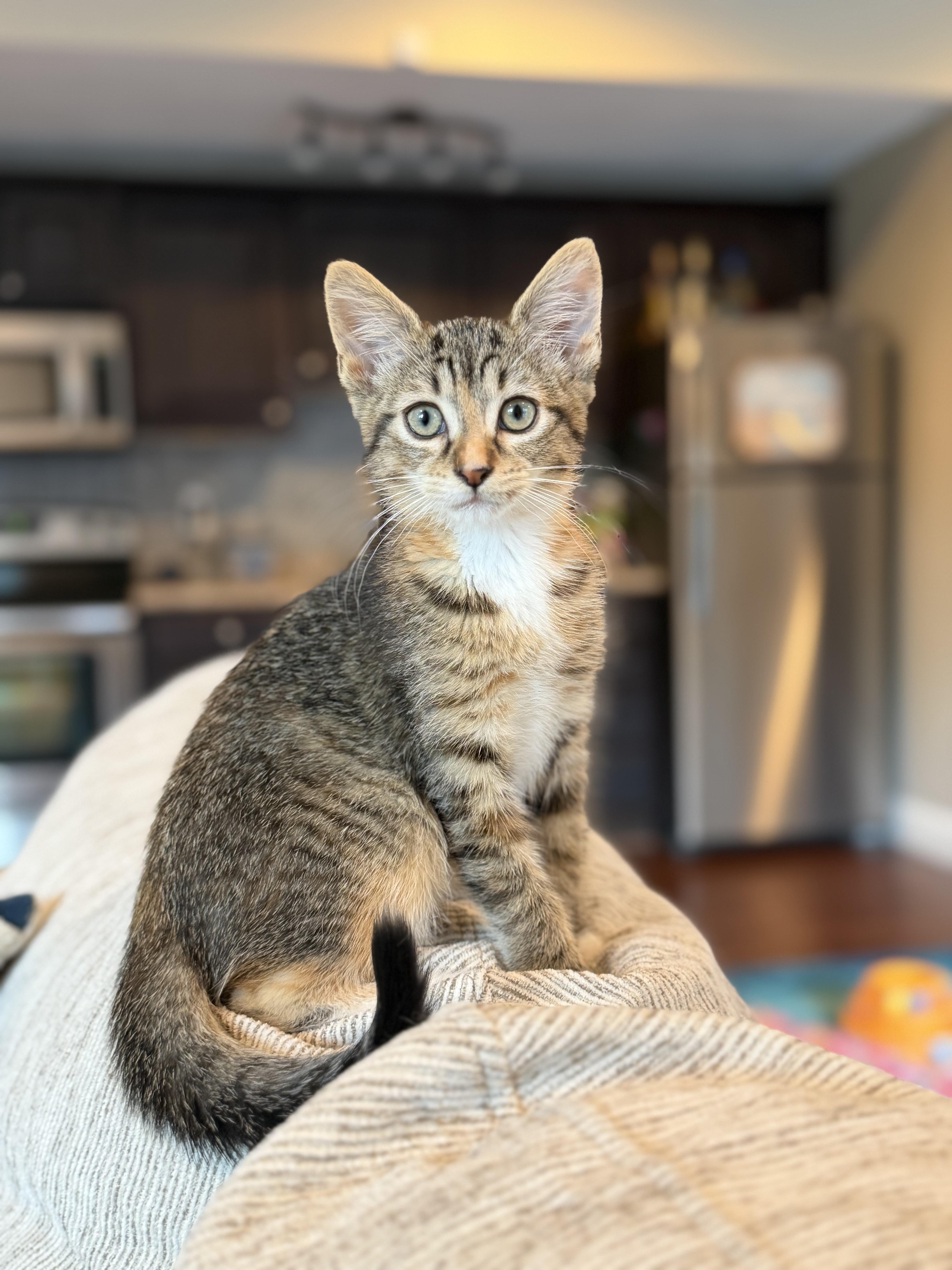 A baby small-sized female Torbie Domestic Short Hair cat named Cici for adoption in Columbia, MO