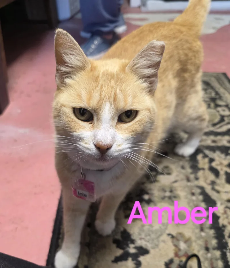 An adult small-sized female Orange & White Tabby cat named Amber for adoption in Spring Hill, FL