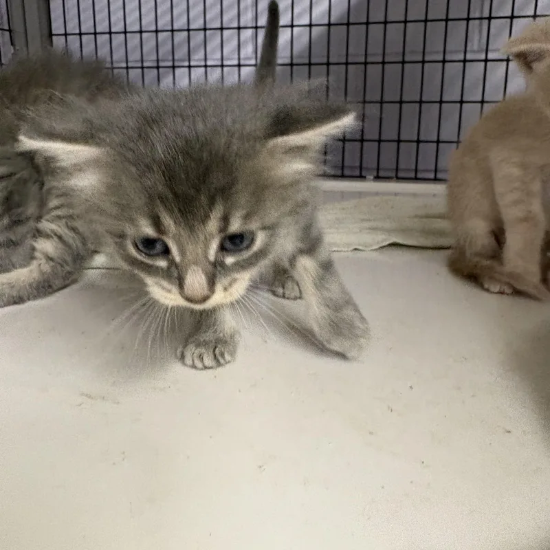 A baby medium-sized female Gray & White Domestic Short Hair cat named Cloud for adoption in Monticello, GA
