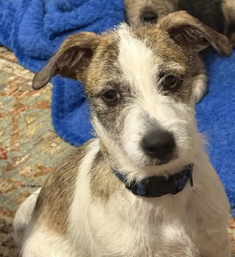 A young small-sized male Terrier dog named Zoomie for adoption in CORPUS CHRISTI, TX