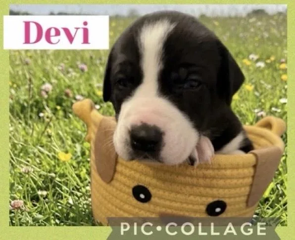 A baby large-sized female Tricolor (Brown, Black, & White) Great Dane dog named Devi for adoption in Canyon Country, CA