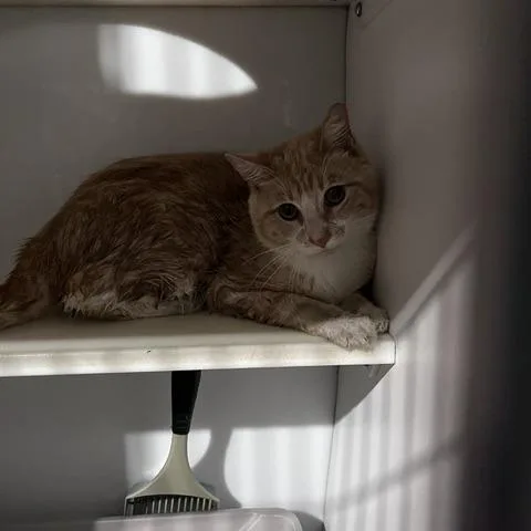 A young medium-sized male Orange / Red Domestic Short Hair cat named Toby for adoption in St. Louis, MO