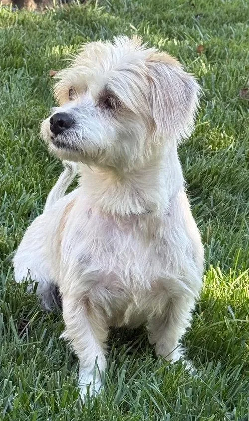 An adult small-sized female Shih Tzu dog named Independent Ella for adoption in Franklin, TN