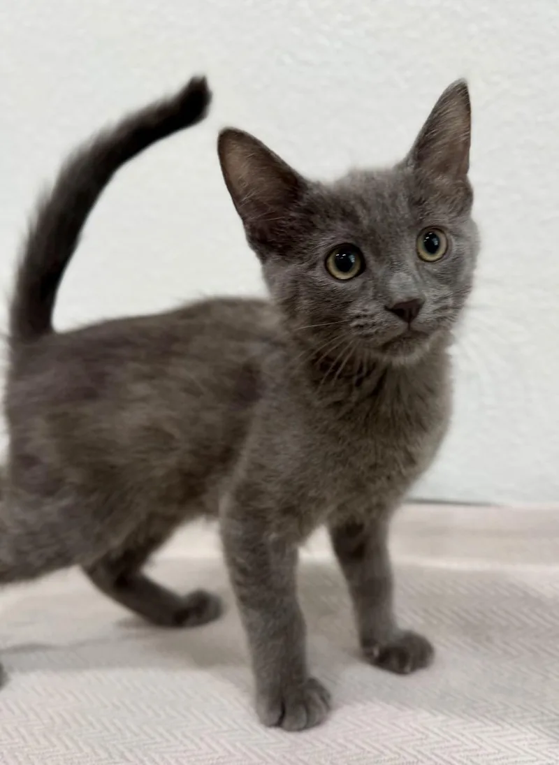 A baby small-sized male Gray / Blue / Silver Domestic Short Hair cat named Shadow for adoption in Las Vegas, NV