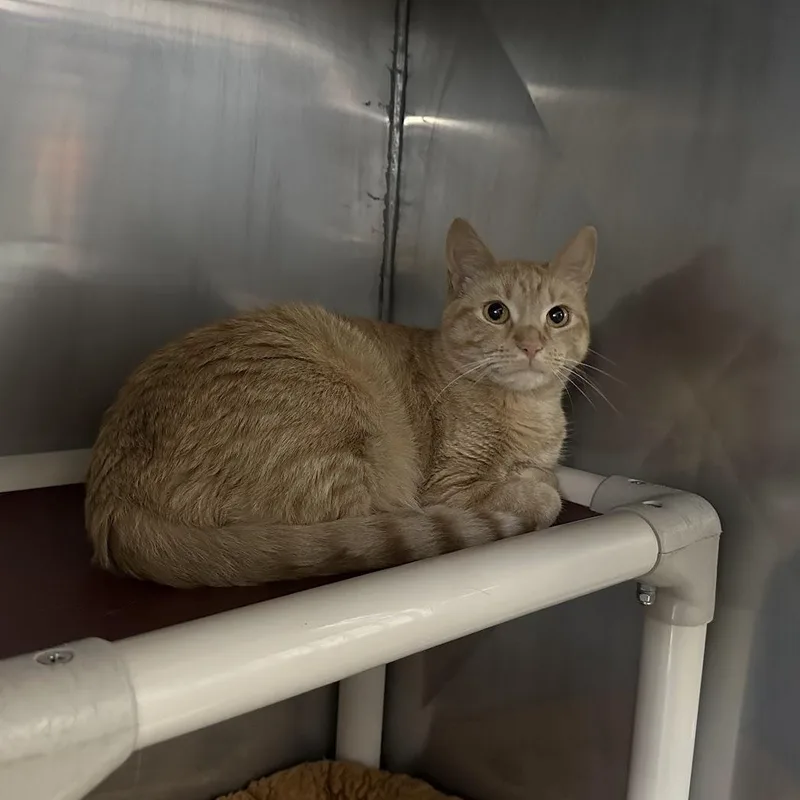 A young medium-sized female Domestic Short Hair cat named Sunshine for adoption in Grand Rapids, MI