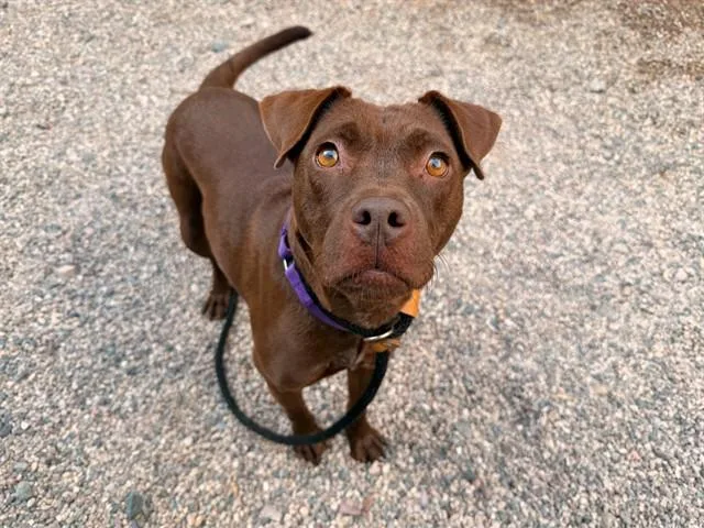 A young large-sized female Pit Bull Terrier dog named Kayda for adoption in Mesa, AZ
