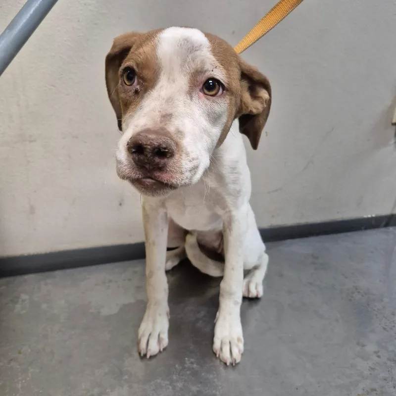 A young medium-sized female Brown / Chocolate Pit Bull Terrier dog named Gigi for adoption in Yuma, AZ