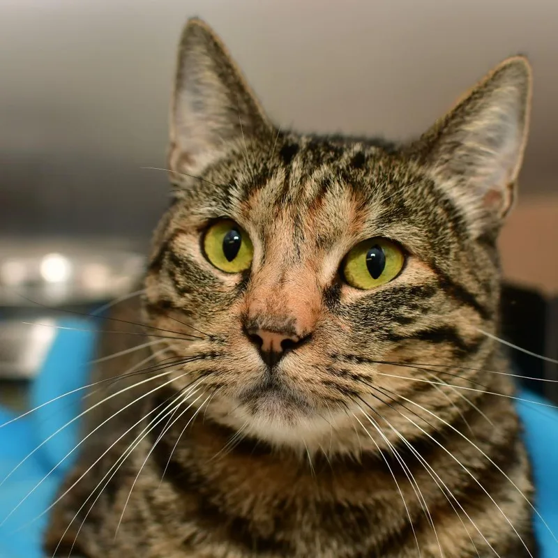 A young medium-sized female Torbie Domestic Short Hair cat named Marnie for adoption in Ottawa, KS