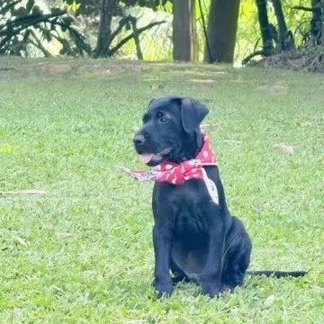 A baby medium-sized male Black Mixed Breed dog named Finn The Calm Cutie for adoption in Lake Forest, IL