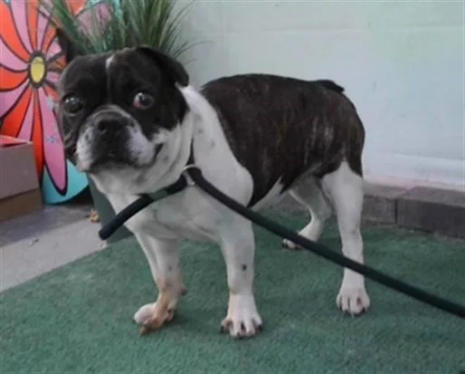 A young small-sized female French Bulldog dog named Oreo for adoption in Baldwin Park, CA