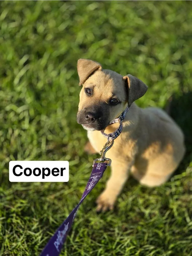 Cooper