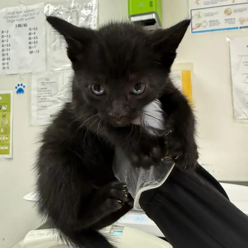 A baby small-sized male Black Domestic Medium Hair cat named Spades for adoption in Charleston, WV