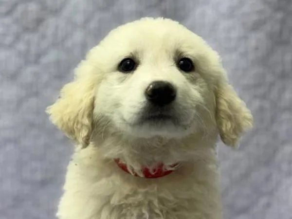 A baby small-sized female Great Pyrenees dog named Ellie for adoption in Portland, OR