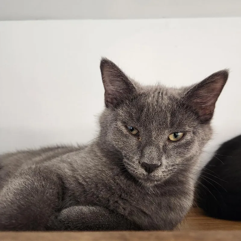 A baby small-sized male Gray / Blue / Silver Domestic Short Hair cat named McSteamy for adoption in Delaware, OH