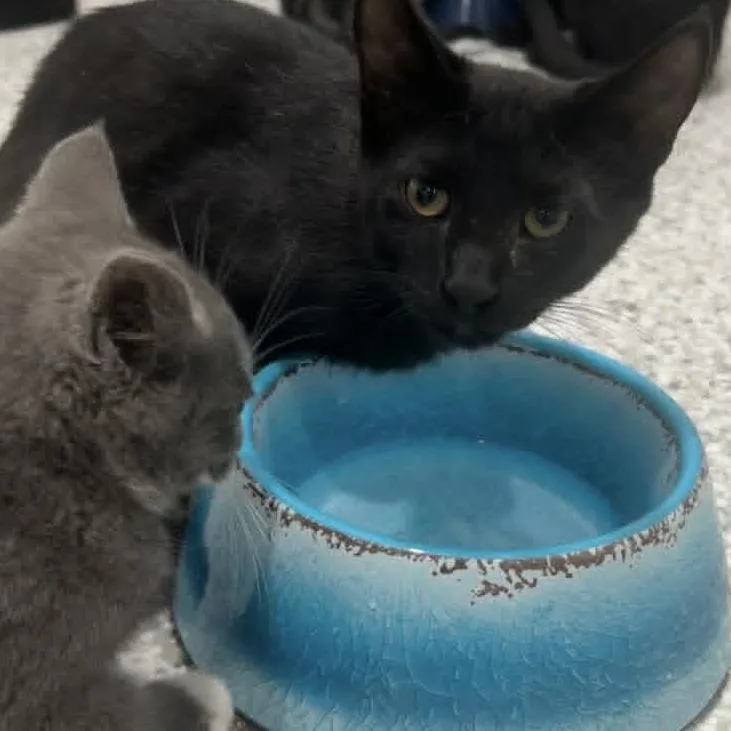 A baby medium-sized male Black Domestic Short Hair cat named Sirius for adoption in Manheim, PA
